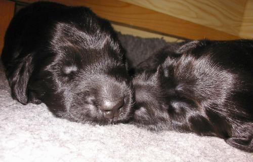 BZweim�deJaeger3