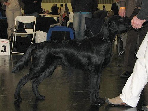 HPellelN�rnberg0112CACIB