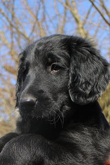 UnsereHundeAda