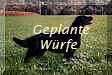 Geplante
W�rfe